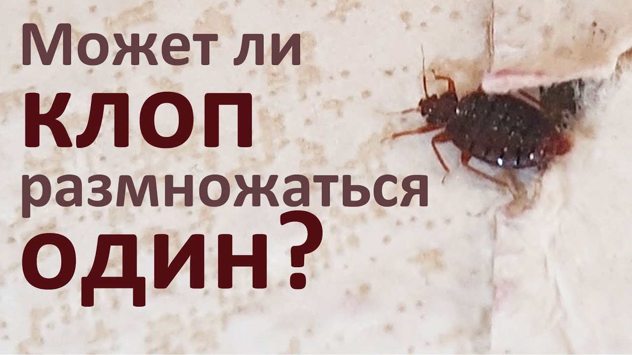 Может ли клоп размножаться один, без спаривания с другими особями?