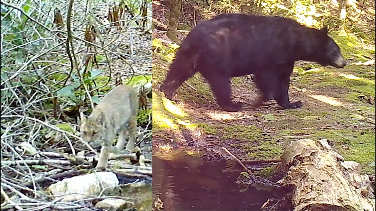 5 trailcams in the Blue Ridge Mountains. What did they capture? Part 2