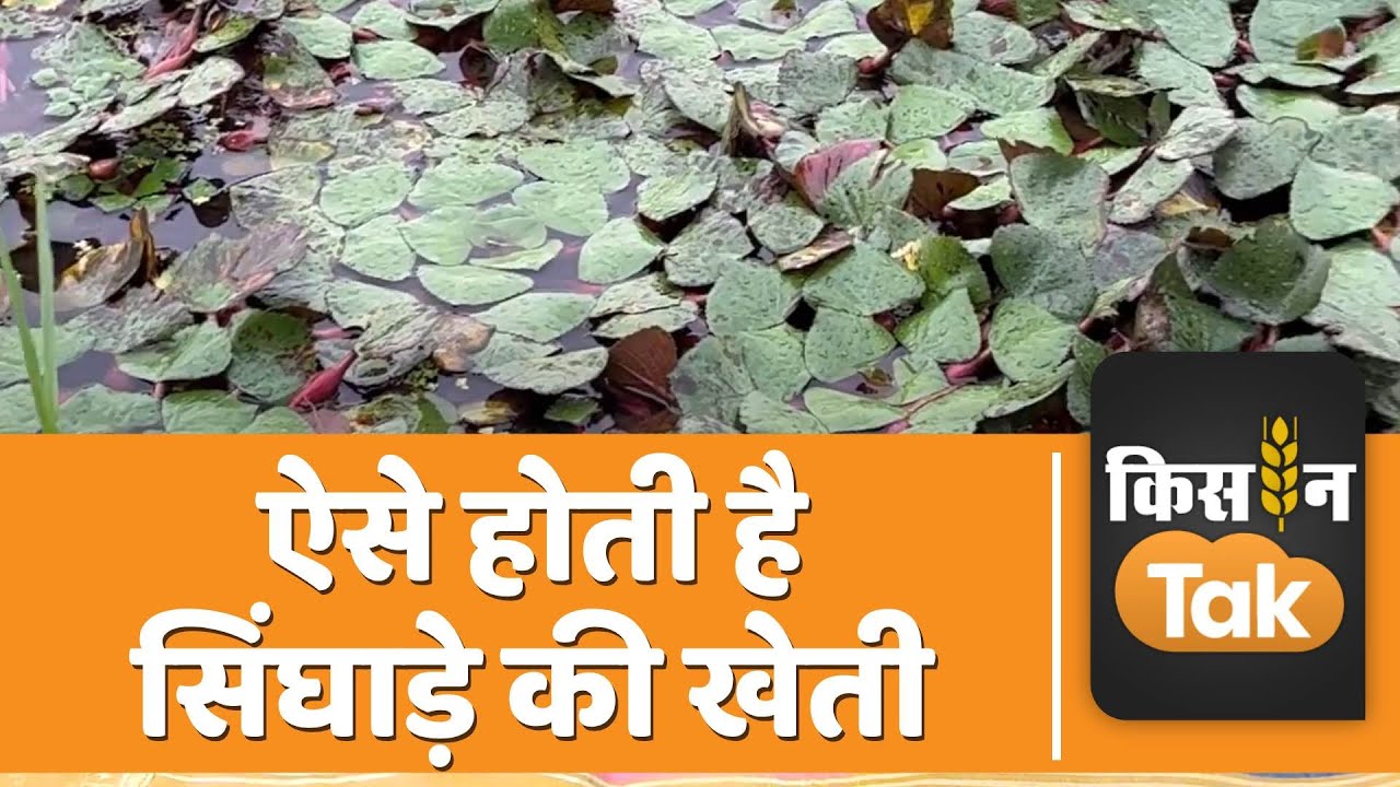 Singhare Ki Kheti: सिंघाड़े की खेती से जुड़ी जानकारी, बुवाई से लेकर कटाई तक, जानें तरीका | Kisan Tak