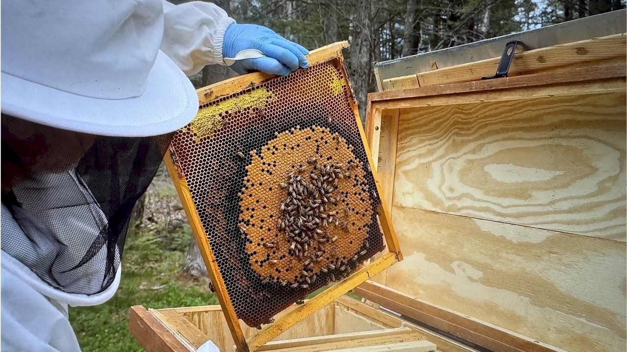 Horizontal hive, Layens frames, circular brood, spherical winter clusters. Layens vs. Langstroth
