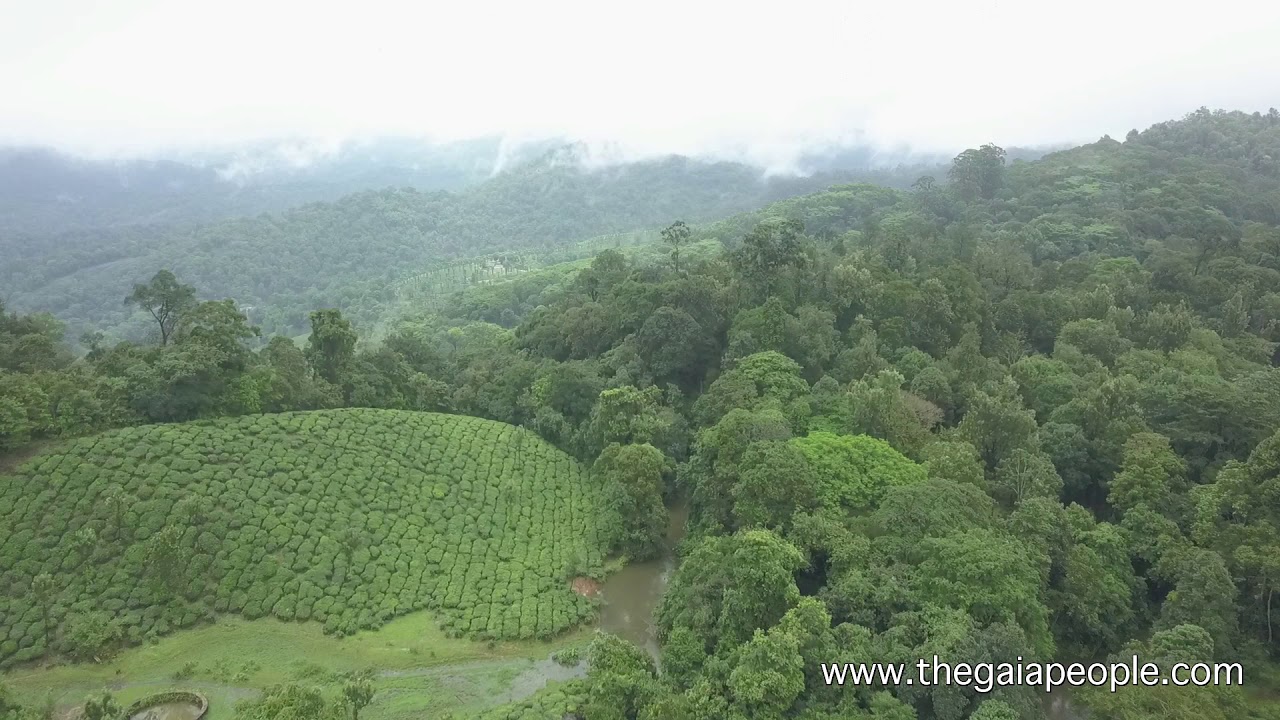Aerial Footage - Tea Plantations in the Western Ghats