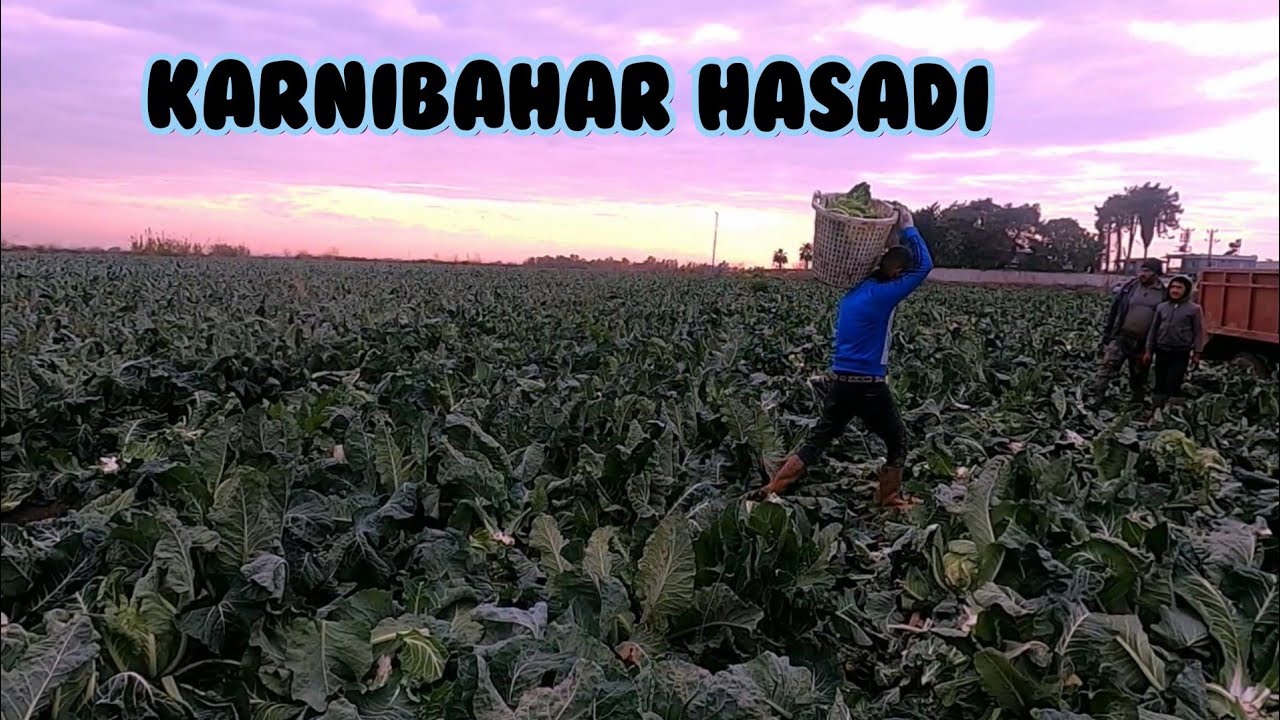 Karnabahar hasadı. karnabahar brokoli ve mor lahana hakınfa bilgilet