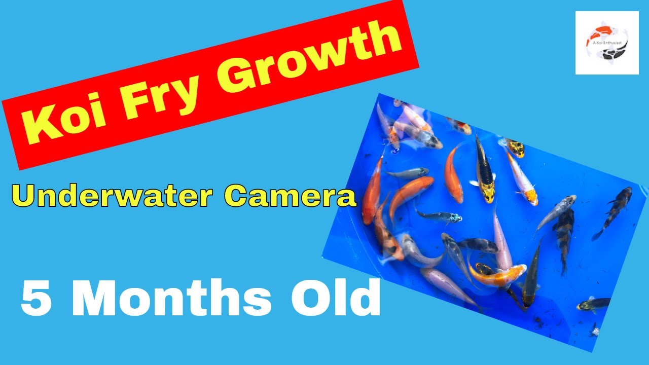 Koi Fry Growing Video - 5 Month Old Koi Fry - Cuttlebrook Koi