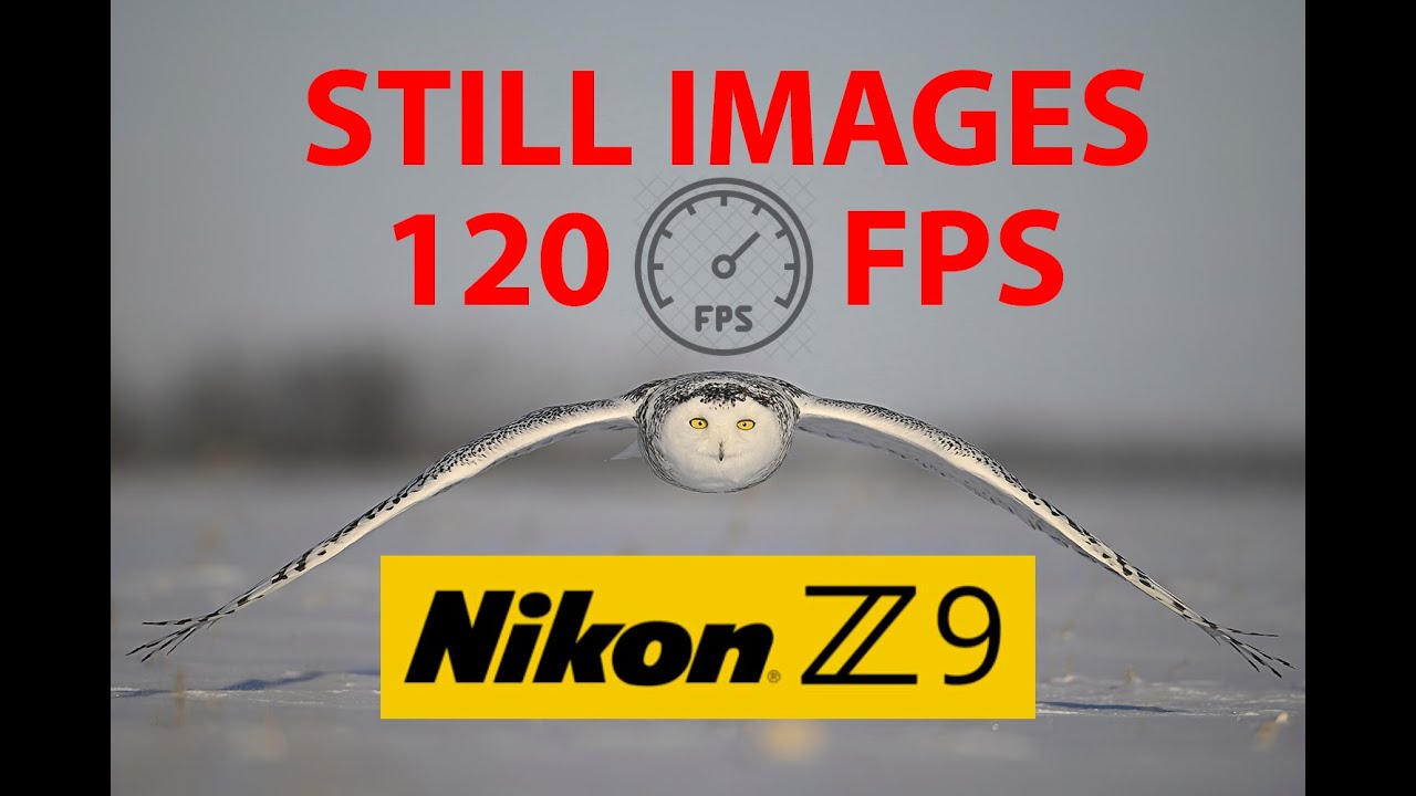 Nikon Z9 120 FPS For Birds In Flight Stills & Wildlife Photography - Still Images & Large Prints