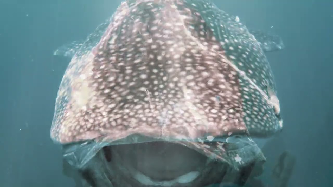 🌿 Eco-Friendly Snorkeling at the Daymaniat Islands | Protecting Oman's Marine Life 🐢