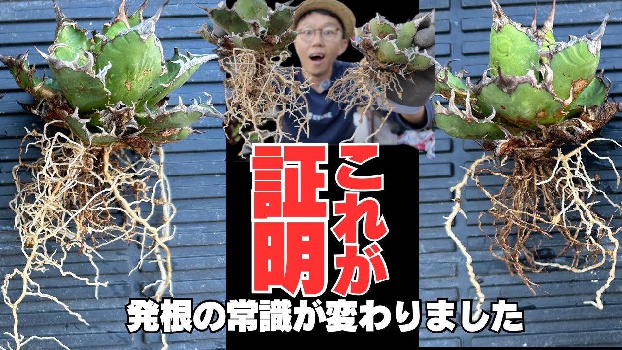 【アガベ発根確認】ここまで違いが出るとは思わなかった