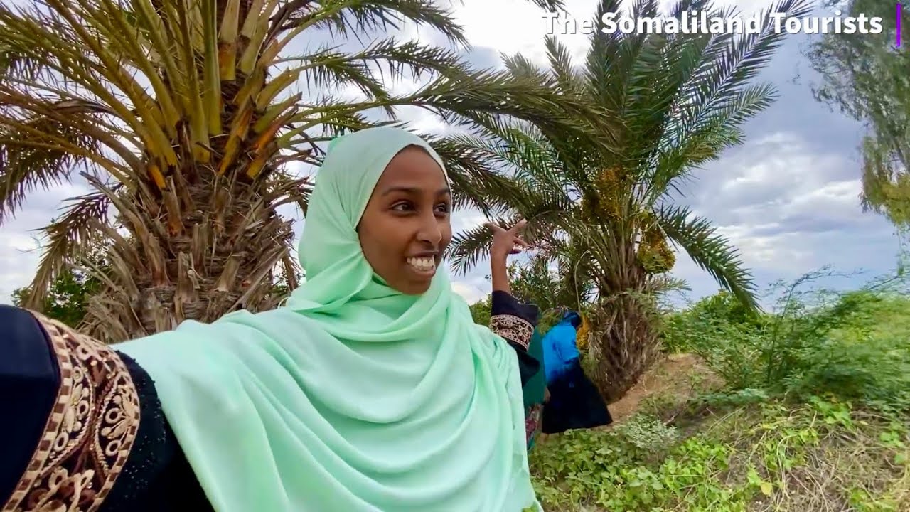 Searching for Date Palm Tree Pollen - Farm Tour Hargeisa Somaliland 2021