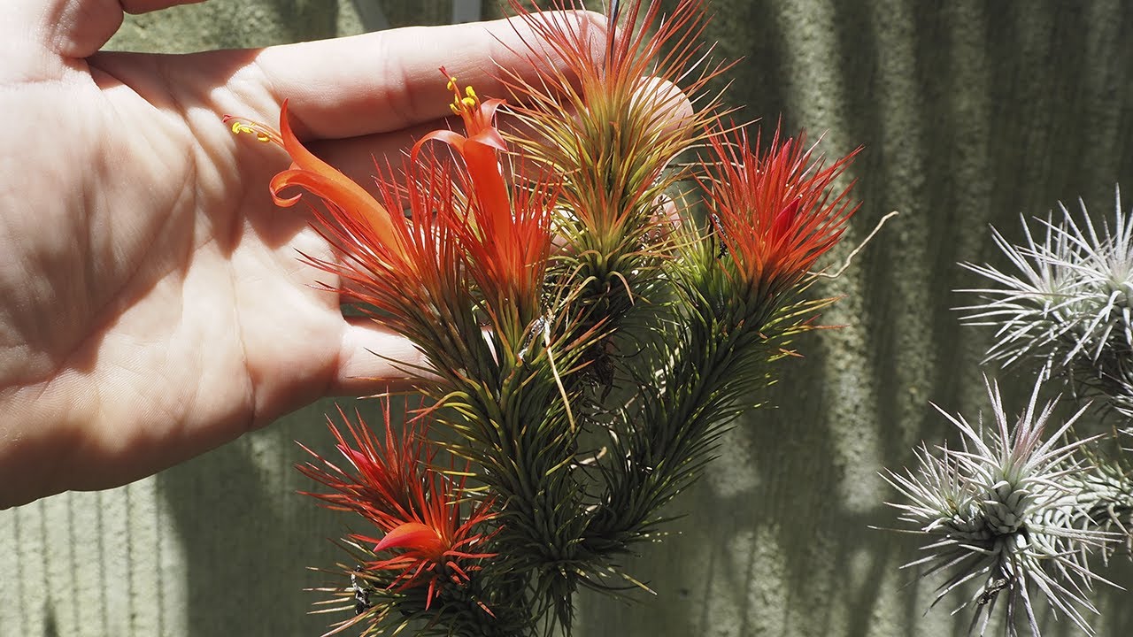Tillandsia funckiana - Tillandsien erfolgreich pflegen