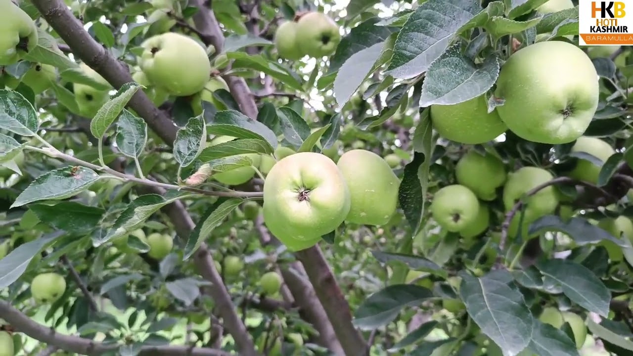 How to increase apple size