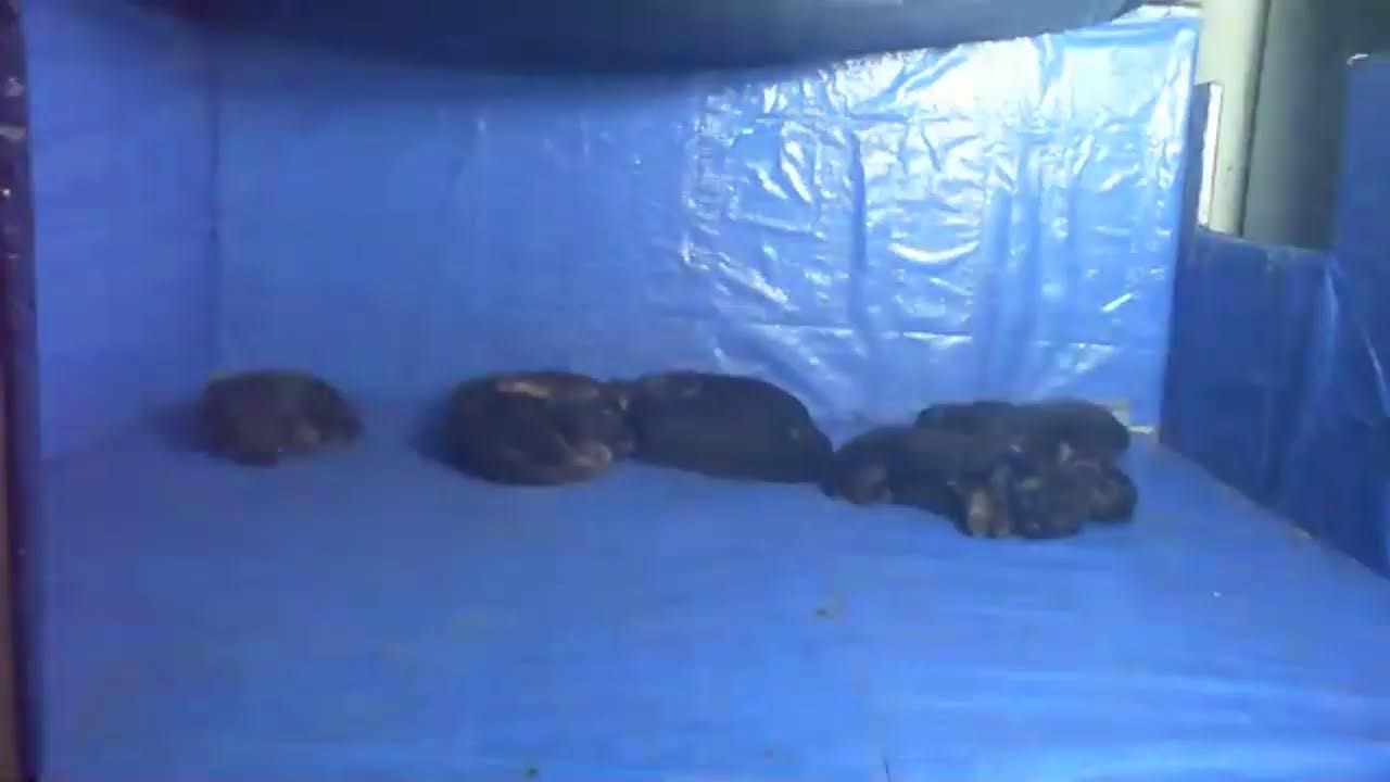 crosshill bella puppies