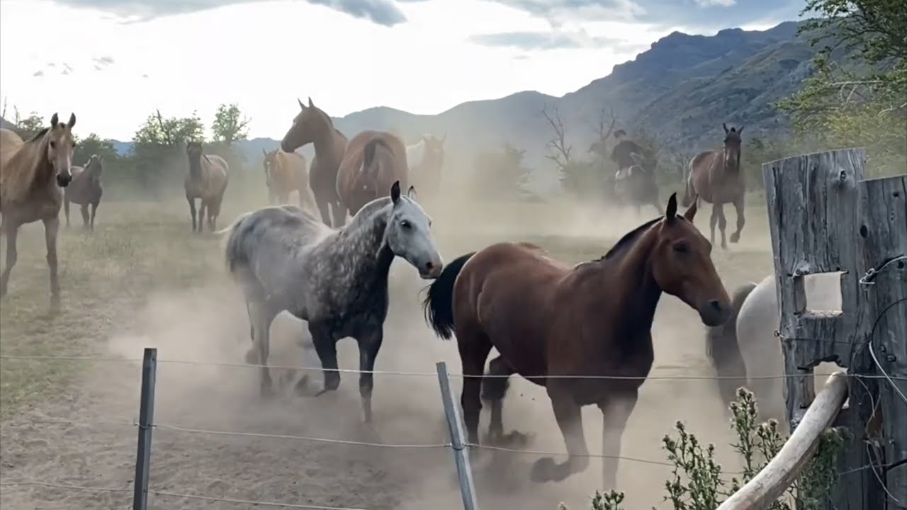 Relaxing Horses in Argentina