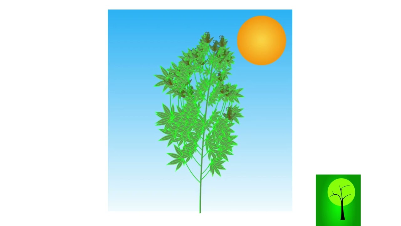 CardanoTrees - CTCannabis 1