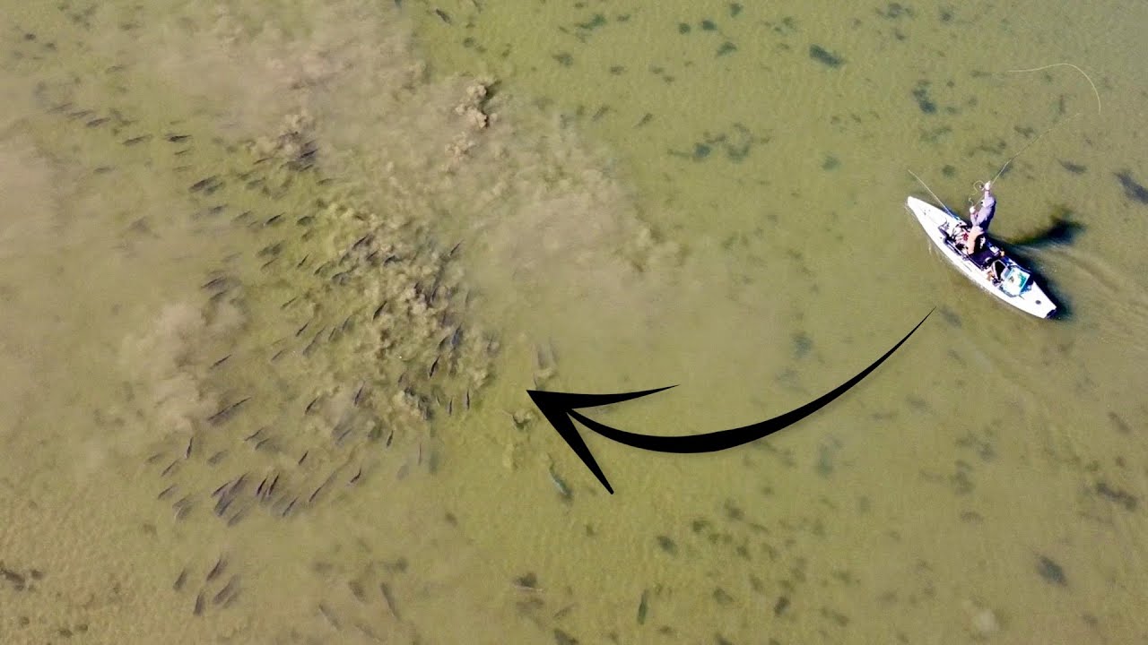Drone Captures Epic Sight Fishing for Hundreds of Schooling Redfish