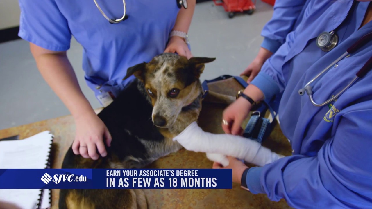 Fresno &ndash; Veterinary Technology Program