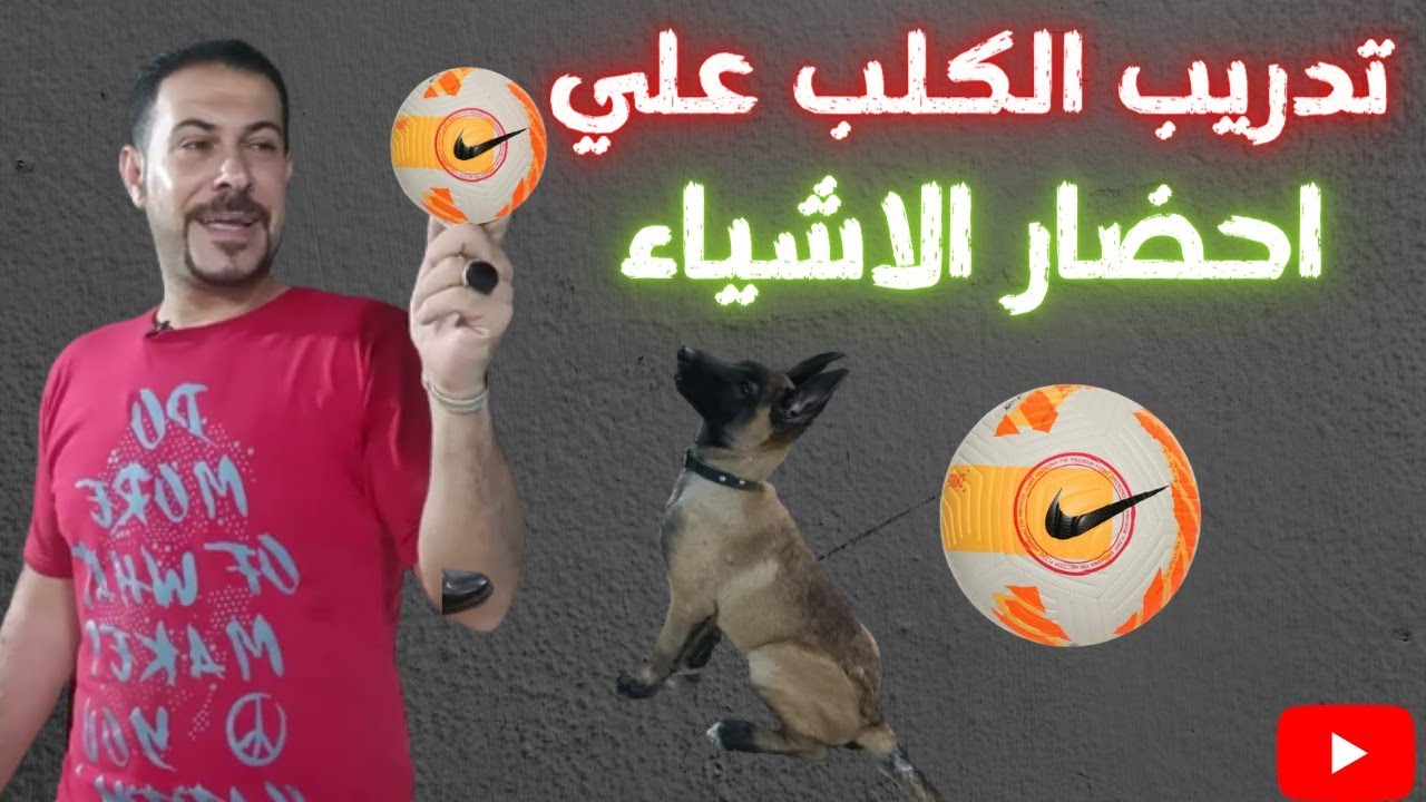 تدريب الكلب علي احضار الاشياء بطريقه سهله