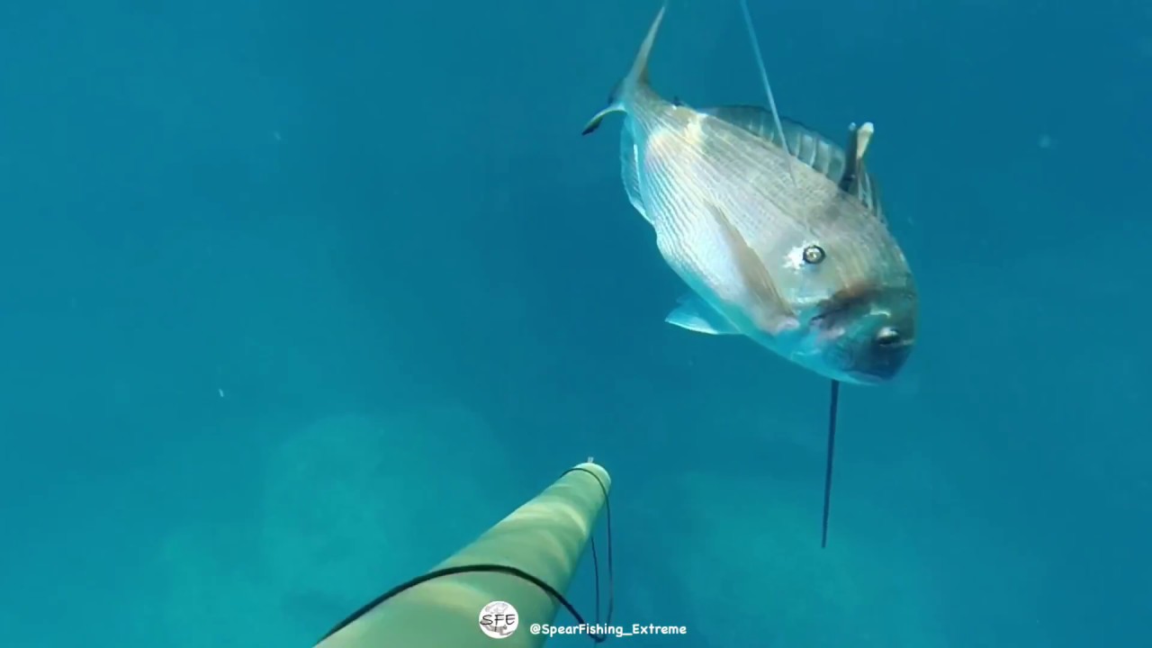 Pesca - Orata
