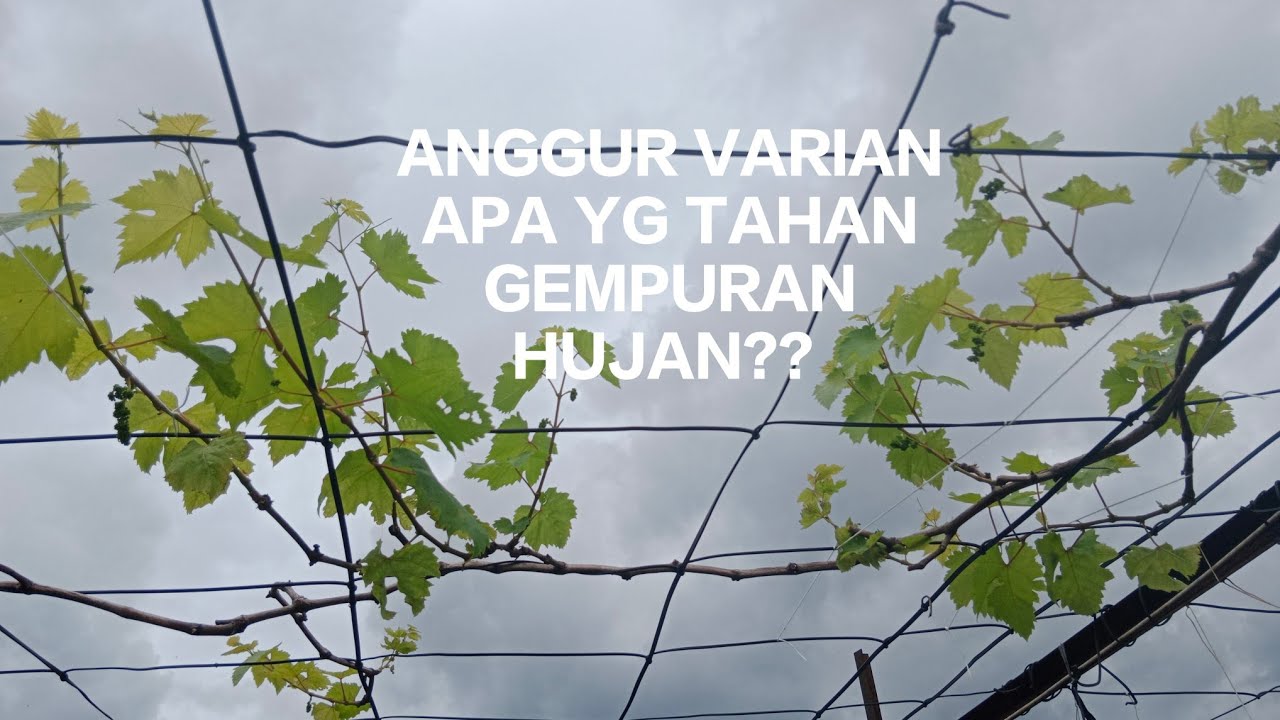 ANGGUR VARIAN APA YG TAHAN GEMPURAN HUJAN TANPA APLIKASI FUNGISIDA JIKA TANPA GH❓SIMAK FAKTANYA❗❓
