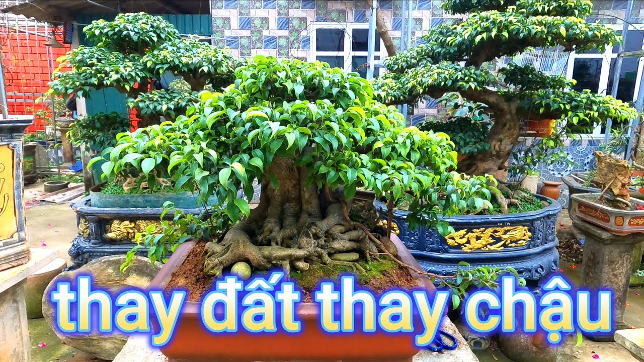 thay chậu thay đất cho cây sanh bonsai quý. Nhà quê đơn giản hiệu quả an toàn