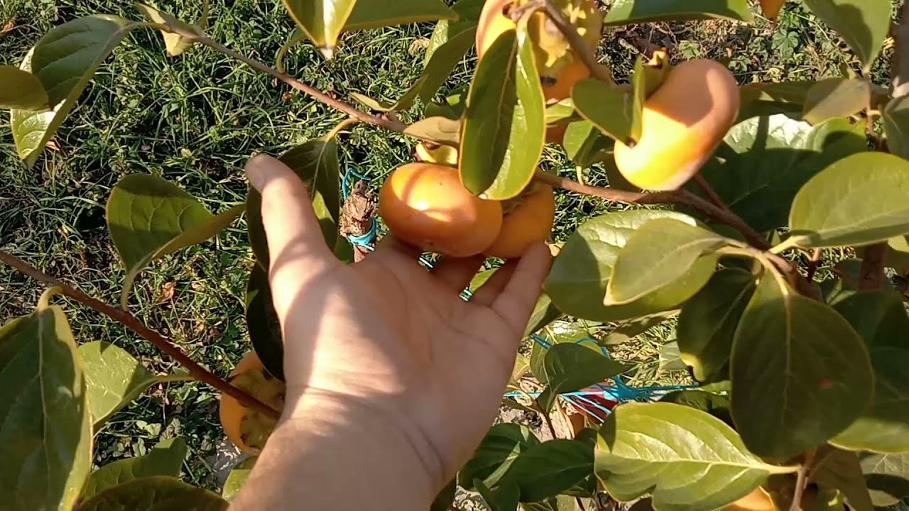 Райска ябълка Джиро на две години - първа реколта