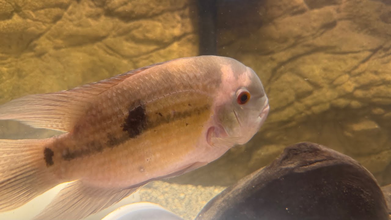 Fishroom Remodel Update - 11302025