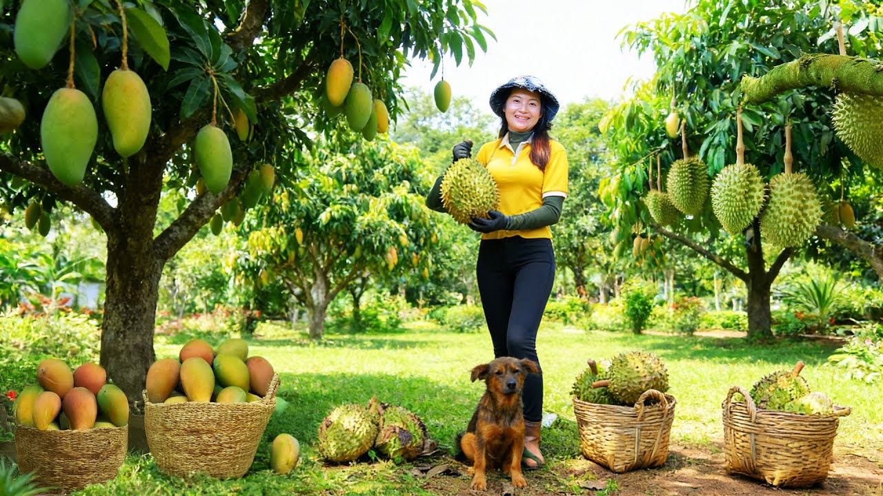Harvest Durian And Mangoes – Sell At The Market – Plant More Vegetables, Cook