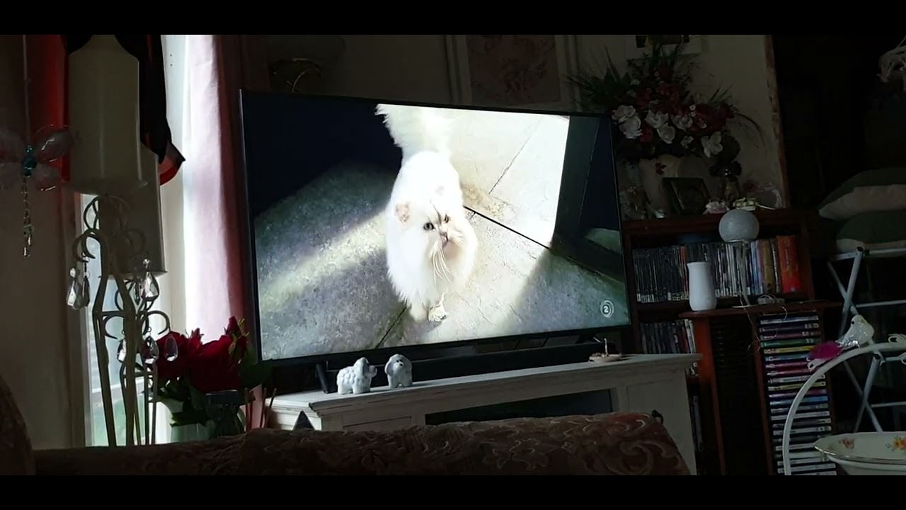 Stuart Little 2 Part 16 Falcon Drops Stuart Scene & Part 17 Snowbell Margalo sad about mouse's life