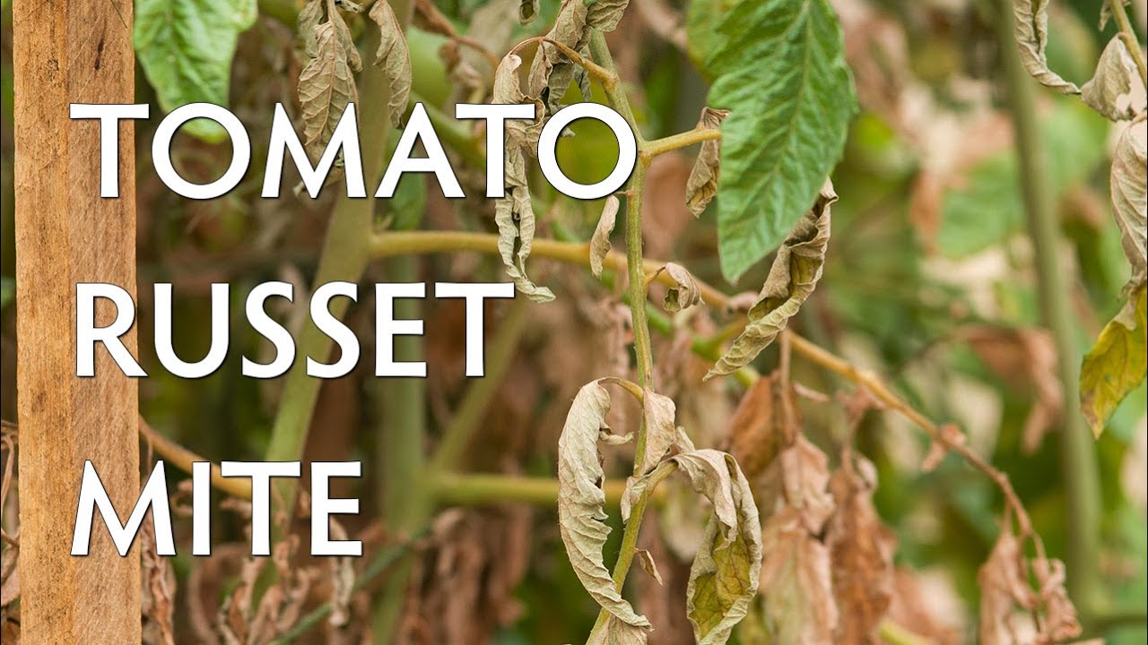 Tomato Russet Mite control