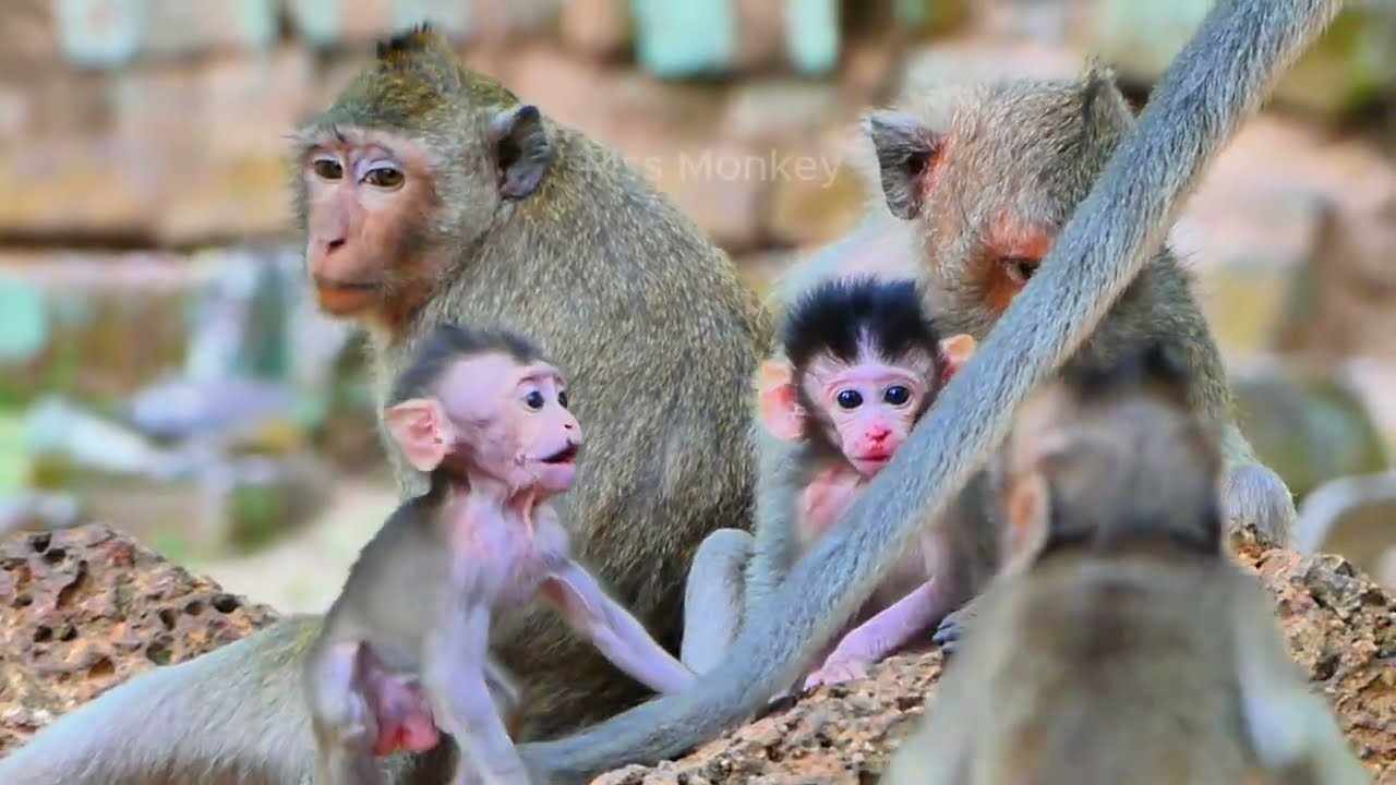 True Believes Moment..Also old monkey JADE start un/protect well to looking for her baby full day