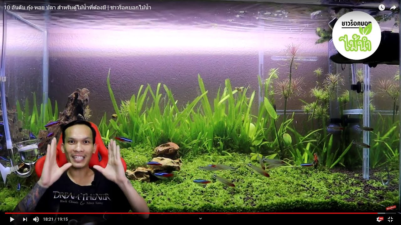 10 อันดับ กุ้ง หอย ปลา สำหรับตู้ไม้น้ำที่ต้องมี | ชาวร็อคบอกไม้น้ำ