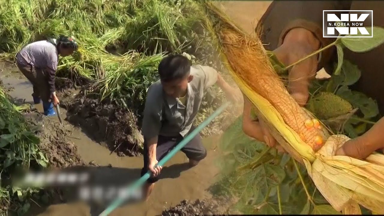 Действительно ли жители Северной Кореи голодают?