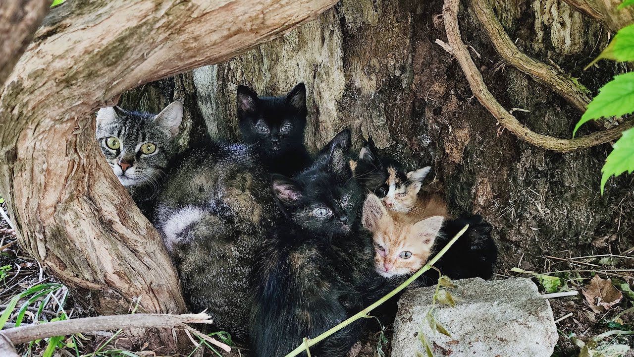 Мать-кошка, которая просит помощи, чтобы ее котята не ослепли.