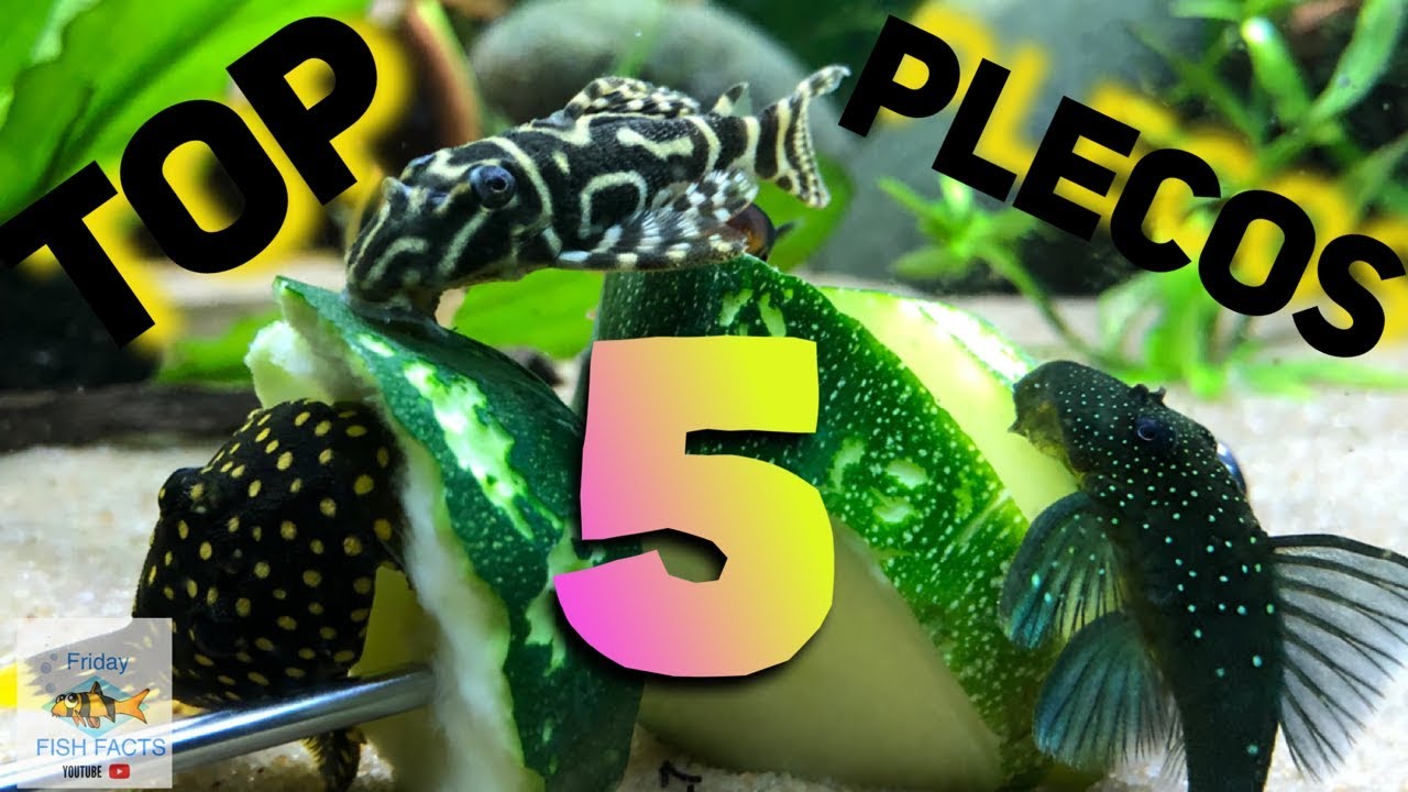 My TOP 5 PLECOS