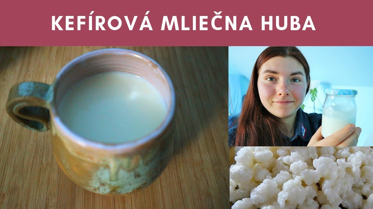 Tibetská kefírová huba: Kefírové probiotikum na obnovu črevnej mikroflóry