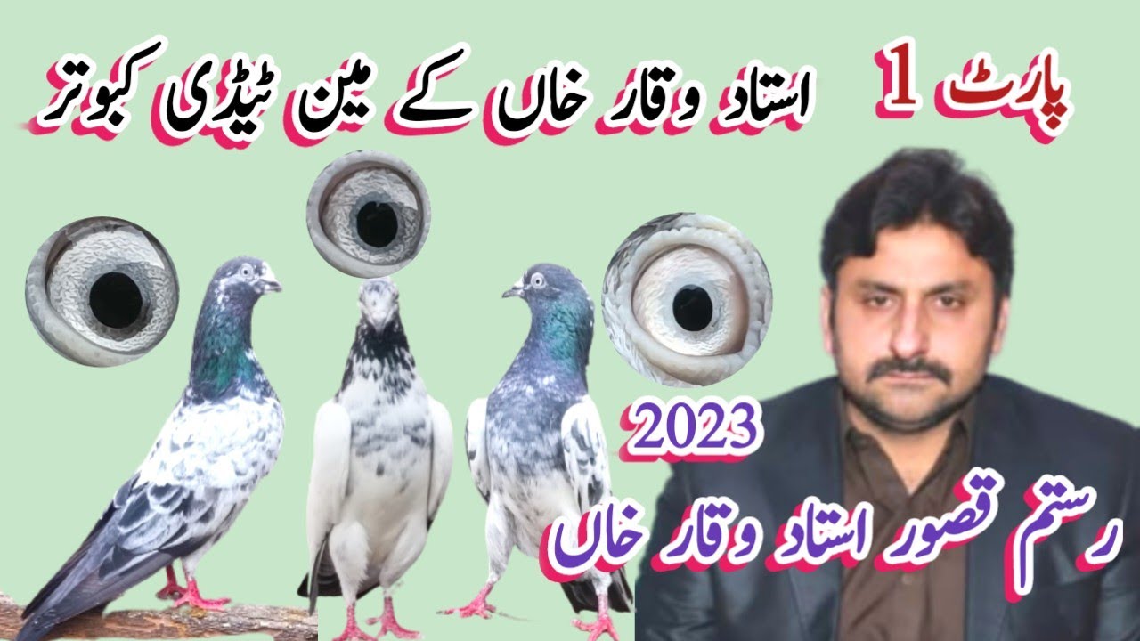 Ustad Waqar Khan Of Kasur K Taddy Kabutar || Ustad Mian Nazeer Walay Original Teddy kabootar