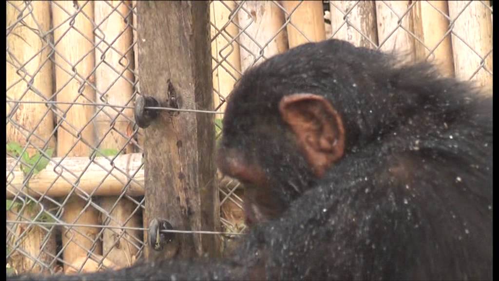 Gah speelt met water in het Limbe Wildlife Opvangcentrum