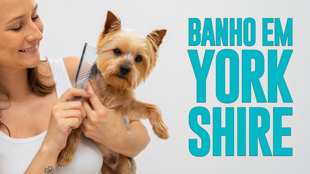 [AULA PRÁTICA]  Banho em Cachorro em Casa (Yorkshire) - Ju Almeida Pet