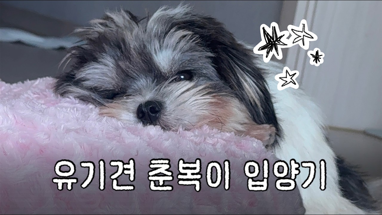유기견 춘복이 입양기