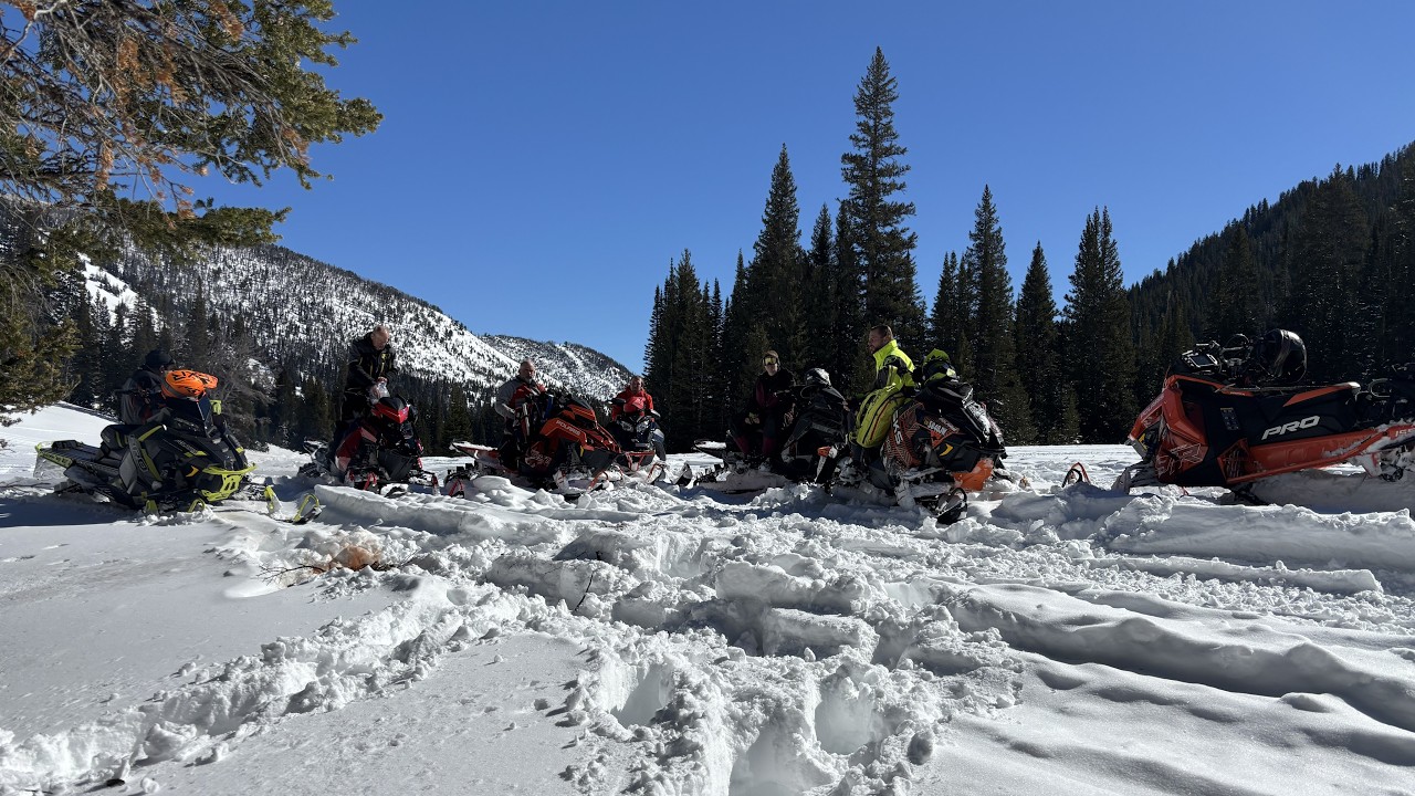 Shady Logging Roads