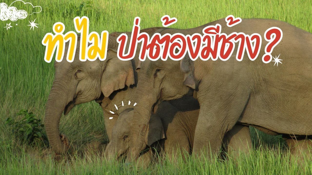 ทำไมป่าต้องมีช้าง!?
