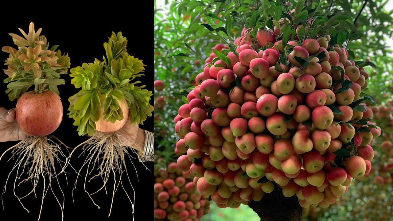 New technique of grafting apples with watermelon to get more apples