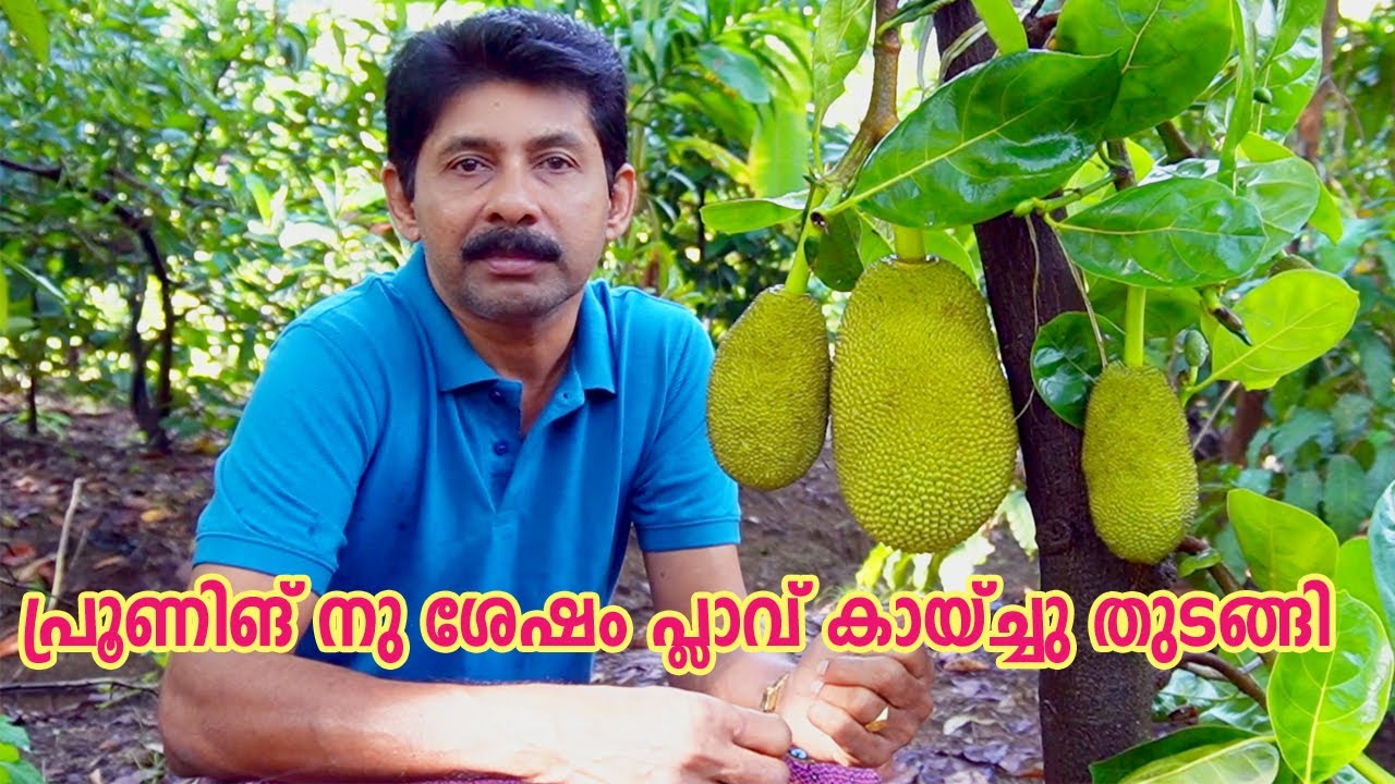 പ്രൂണിങ് നു ശേഷം വീണ്ടും Vietnam Super Early Jackfruit കായ്ച്ചു തുടങ്ങി