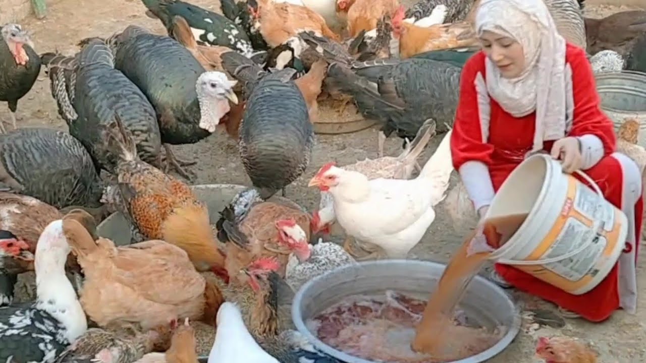 الطريقة الصحيحة لاستخدام الشيح مع مكون لرفع المناعة والقضاء على الاسهال والكشاشان والديدان عندالفراخ