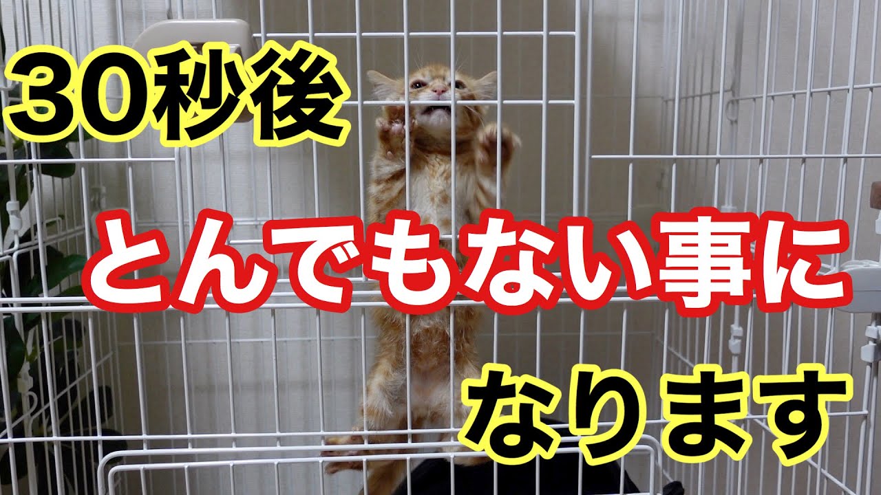 子猫をケージに入れたら大変なことになりました。Putting a kitten in a cage was a big deal
