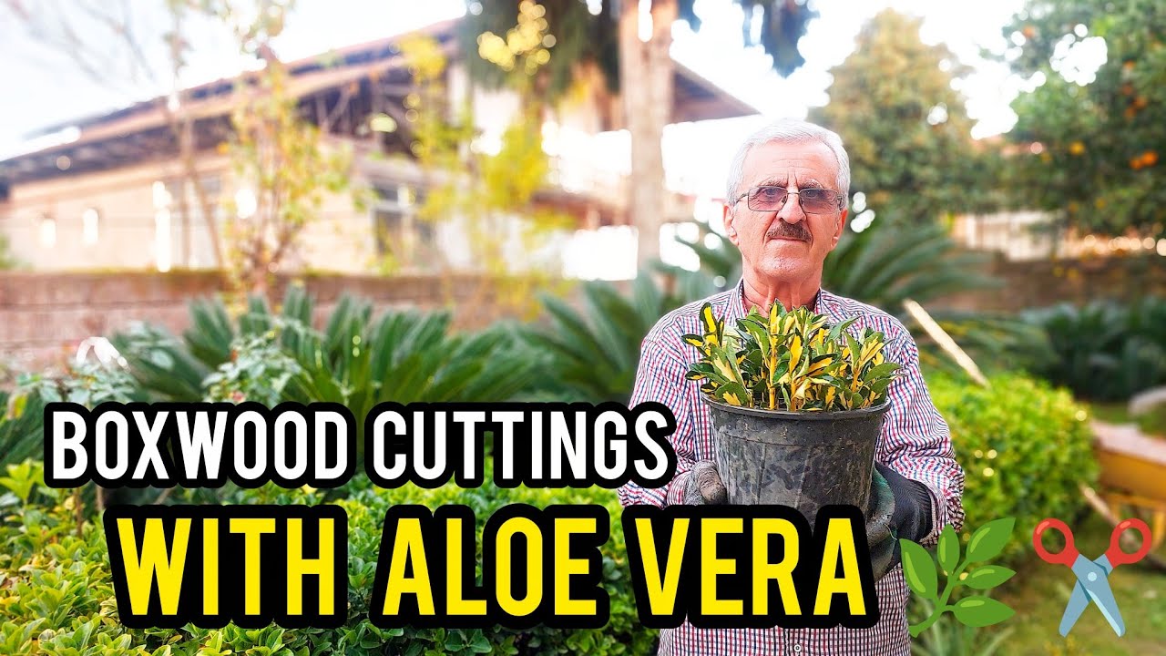 Propagating Boxwood Cuttings with Aloe Vera | Relaxing Garden ASMR No Talking 🌿✂️