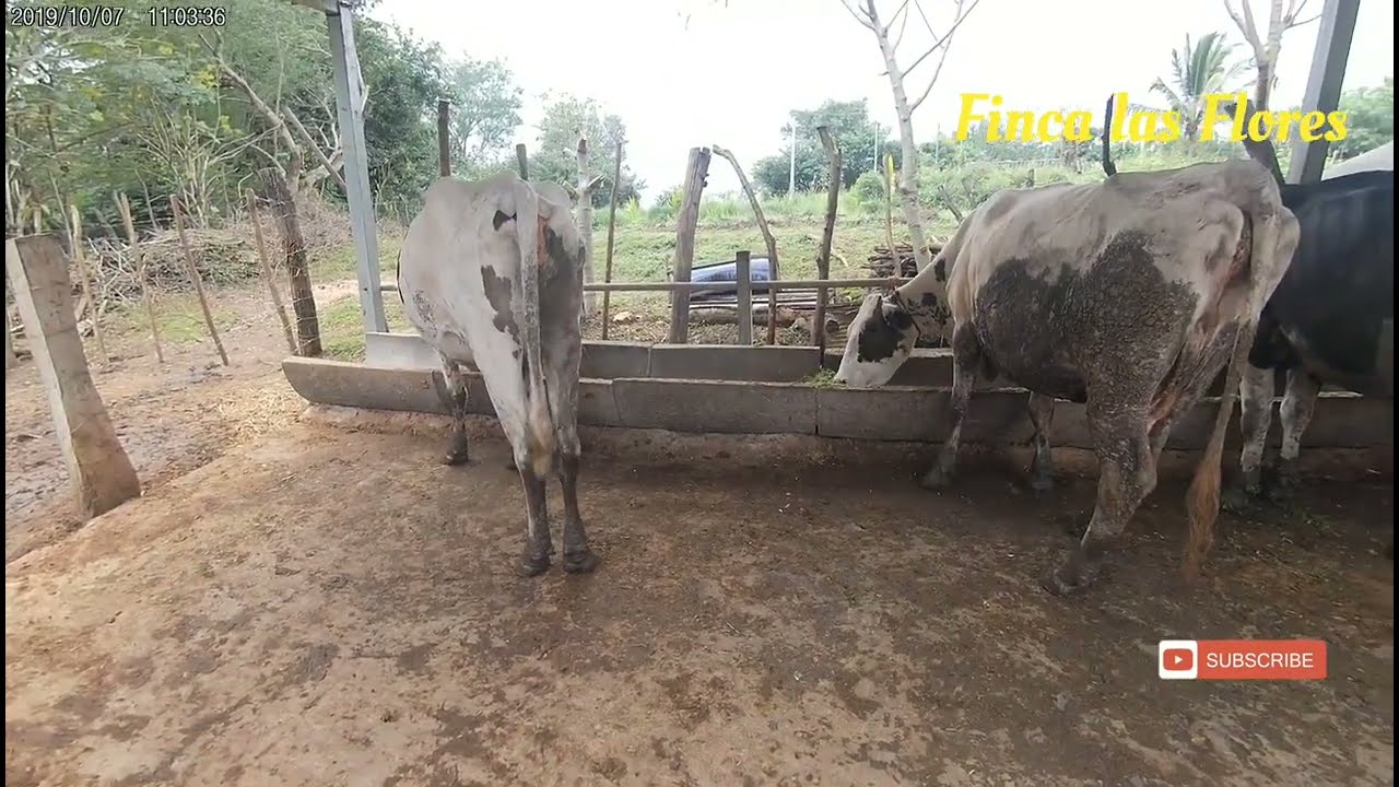 CUANTAS VACAS COMEN EN 1 MANZANA DE TIERRA AL AÑO. Finca las Flores..zacatecoluca la paz el Salvador