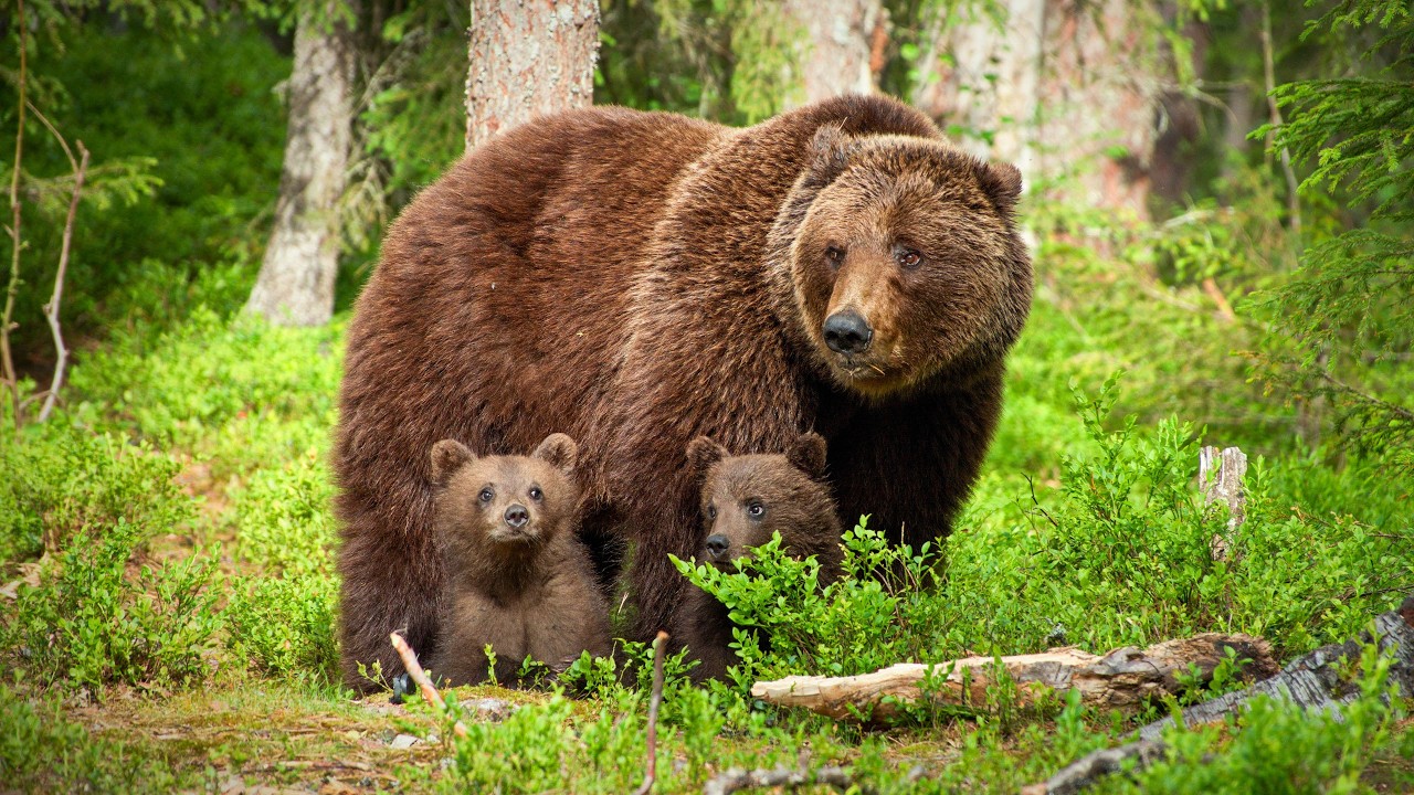Grizzly Bears in the Wild | Relaxing Wildlife Film with Cinematic Music (4K)