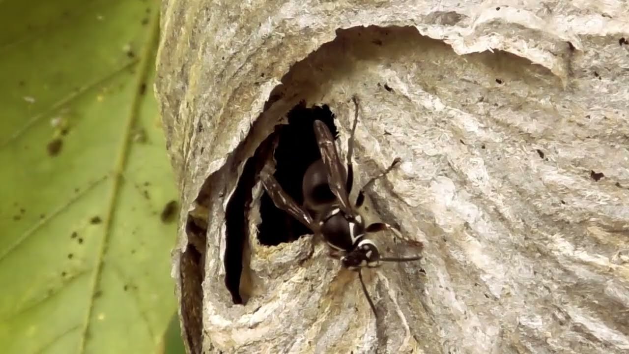 Bald-faced Hornets Entering and Leaving Hive