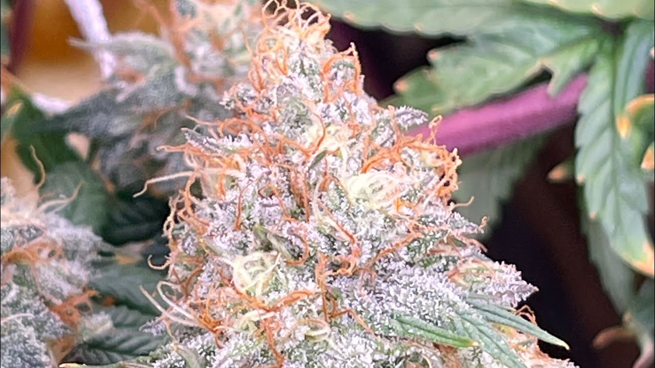 Gorilla butter harvest week 9 黄油大猩猩🦍