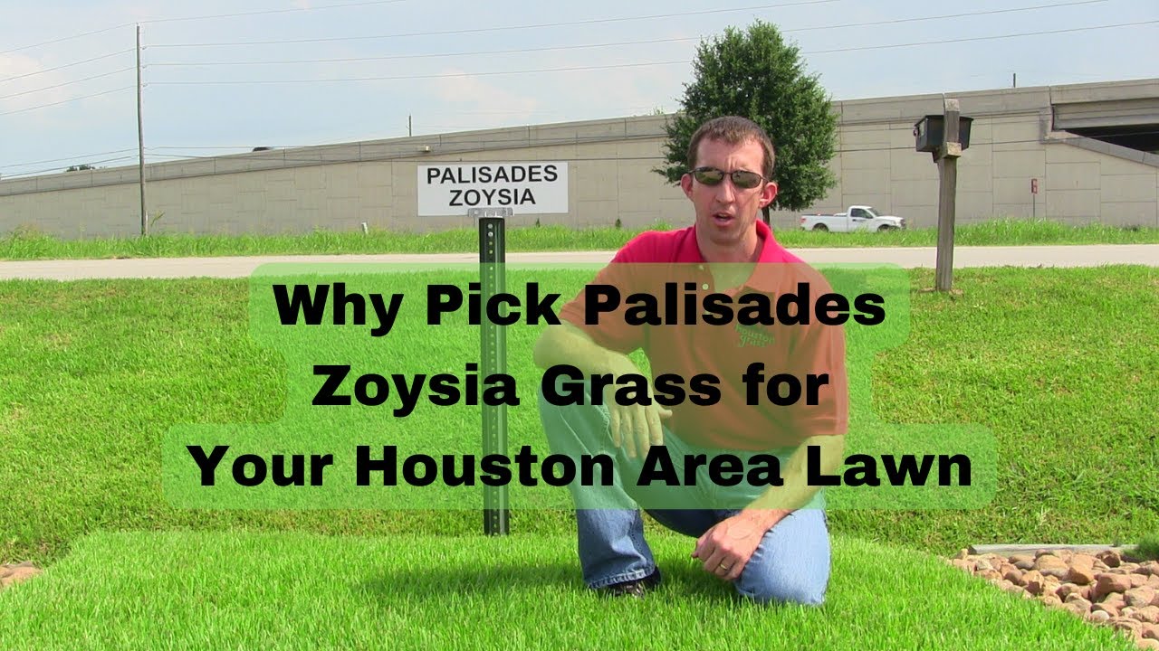 Why Pick Palisades Zoysia Grass for Houston Area Lawns - Pearland Sugar Land Richmond TX