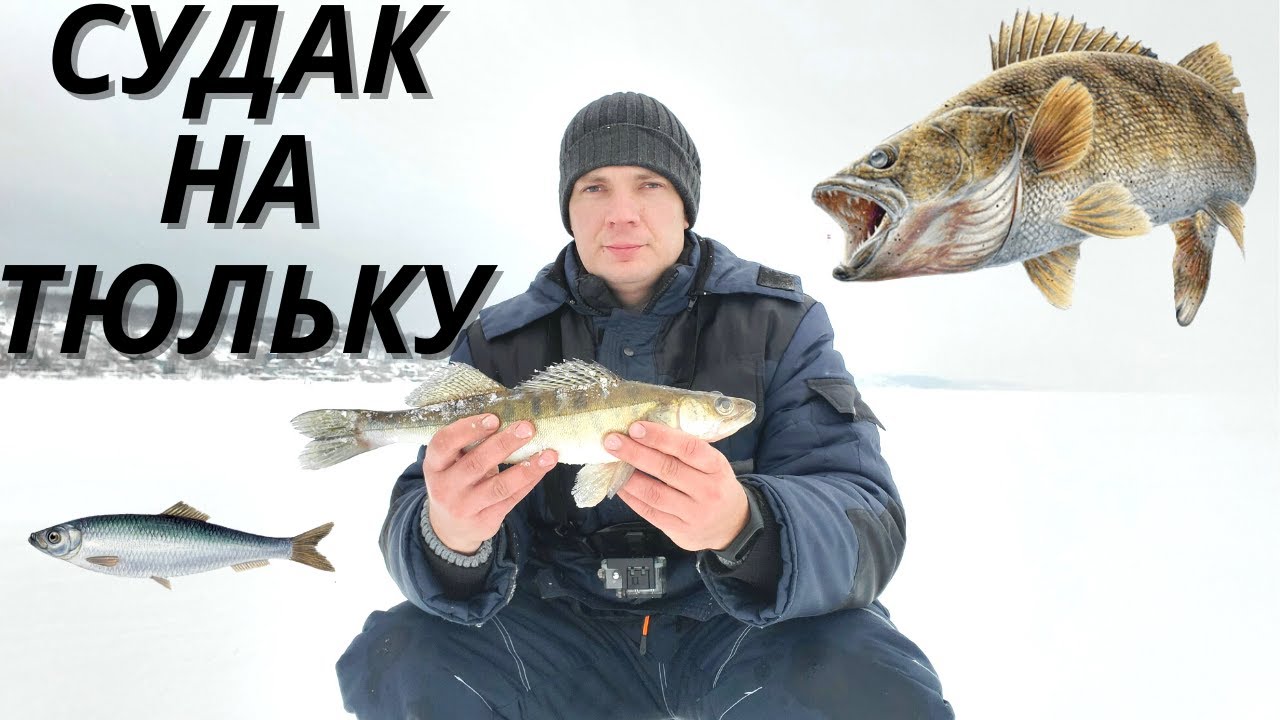 зимняя рыбалка / рыбалка на судака / судак на тюльку / рыбалка 2022 / судак зимой / зимний судак